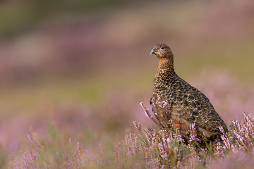 Female Red Grouse perched in a field of purple heather.