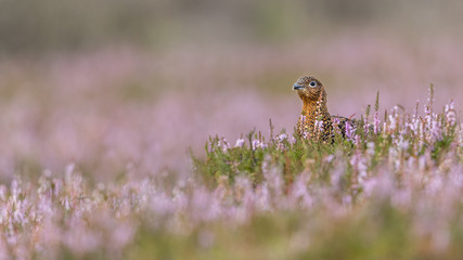 Female Red Grouse perched in a field of purple heather.