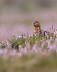 Female Red Grouse perched in a field of purple heather.