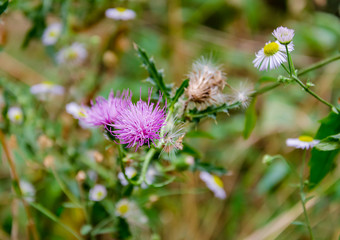 pink thistle flower on a background of green leaves