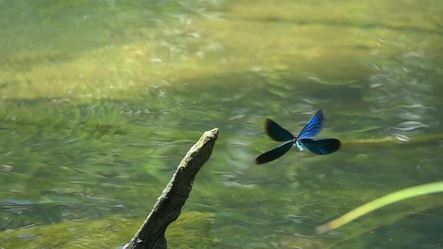 Dragonfly Beautiful Demoiselle (Calopteryx virgo) flies and sits on a branch that sticks out of the water, slow motion, close-up. Slowed down  16 times