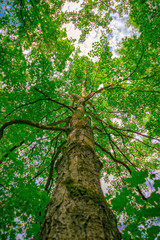 Tree from the trunk to the crown