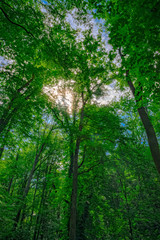 Fototapeta premium Tree from the trunk to the crown