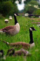 Canadian Geese Canalside UK