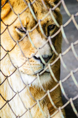 The lion in captivity in a zoo behind bars.