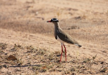 un vanneau couronné en Afrique du Sud