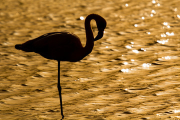 fenicotteri rosa in Camargue