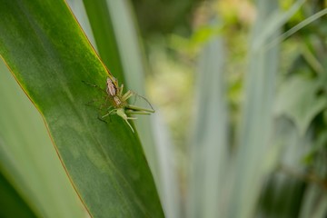 捕食／クモがバッタを捕らえたマクロの世界