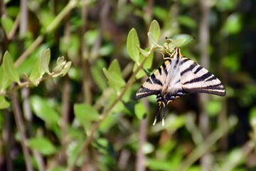 Mariposa cola de golondrina (papilio machaon) con las alas abiertas