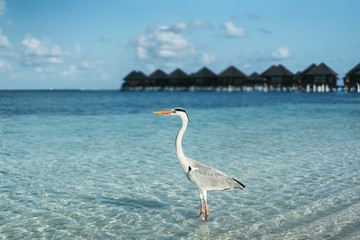 Grey heron standing on white beach on turquoise water in Maldives island - Powered by Adobe