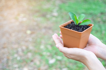 Environment Earth Day In the hands of tree growing. Environment concept, Beginning concept.