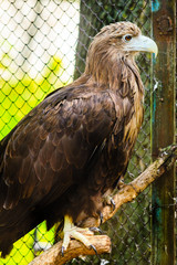 Brown eagle in a cage close up.