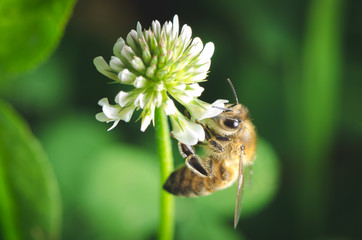 Macro shot of a bee collecting nectar