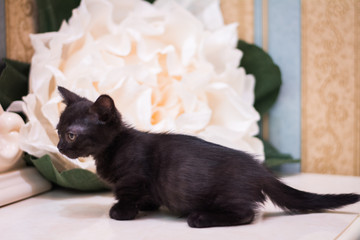 kitten scottish british cat burma munchkin animals