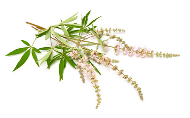 Vitex agnus-castus, chaste tree or chastetree, chasteberry, Abraham's balm, lilac chastetree or...