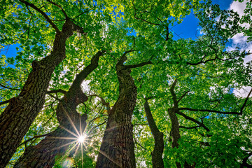 Tree from the trunk to the crown