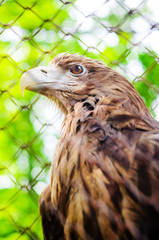 Brown eagle in a cage close up.
