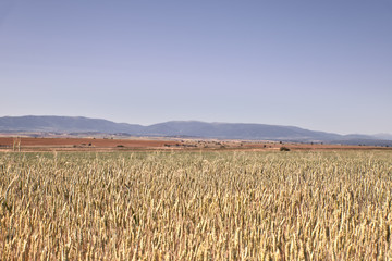 Scenic view of wheat field