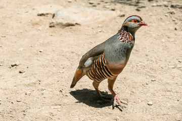 Barbary Partridge - Alectoris barbara in the desert
