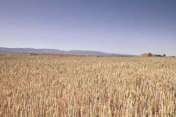 Scenic view of wheat field