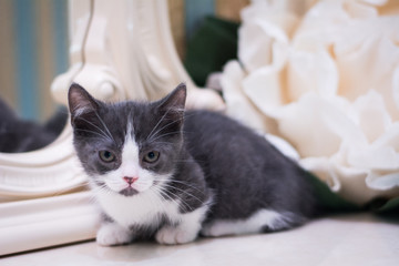 kitten scottish british cat burma munchkin animals