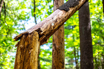 Closeup of broken tree split and hanging to the side