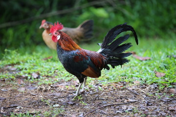 Jungle Fowl - Portrait of a rooster