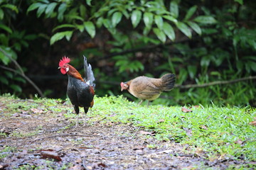 Jungle Fowl - Cock and Hen