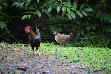 Jungle Fowl - Cock and Hen