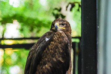 Brown Eagle in a Cage. Close Up Eagle Head