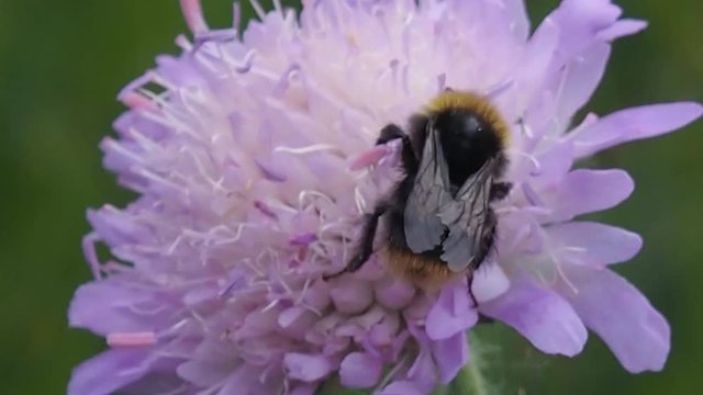 Bee on a pink flower meadow collects nectar. Life of honeybees in the natural wild.