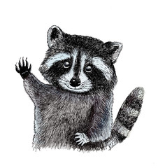 Illustration of  raccoon in watercolor and ink pen © Yelena