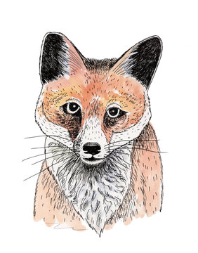 Cute watercolor illustration of a fox, hand painted, isolated.