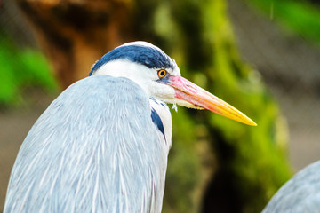 A Grey Heron Ardea Cinerea in the Wild.