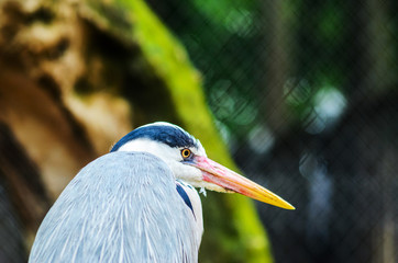 A Grey Heron Ardea Cinerea in the Zoo.