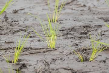 closeup plantation young rice field  rice paddy