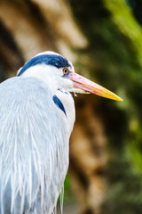 A Grey Heron Ardea Cinerea in the Wild.