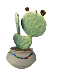 cactus isolated on white background