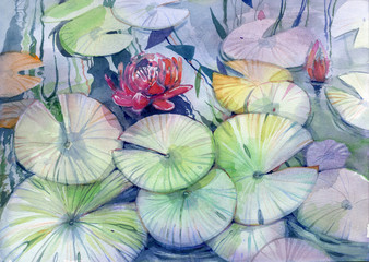 Pink lotus, watercolor drawing, painting - 276557216