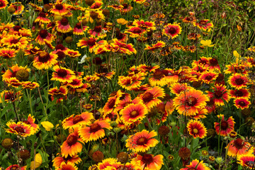 Kokardenblumen