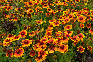 Obraz premium Kokardenblumen