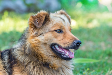 Portrait of a shaggy brown dog with an open mouth in profile_