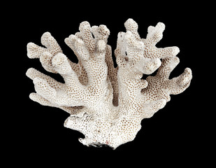 coral isolated on black background