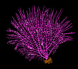 coral isolated on black background © Dmitry