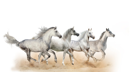 Obraz na płótnie Canvas Four beautiful arabian horses