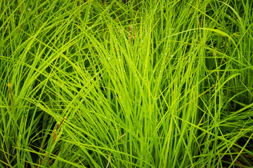 Rain drops on wetland grasses in the Chequamegon National Forest.