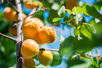 Fresh ripe apricots on tree branch close up
