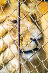 The Lion in Captivity in a Zoo Behind Bars.