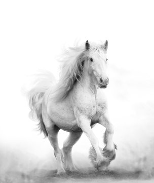 Beautiful snow white horse running