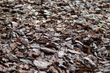 The tree bark